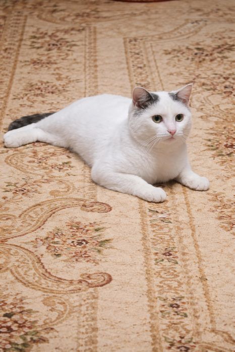 Котик в поисках дома