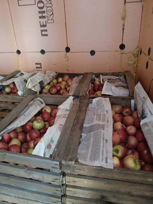 Яблоки айдарет оптом