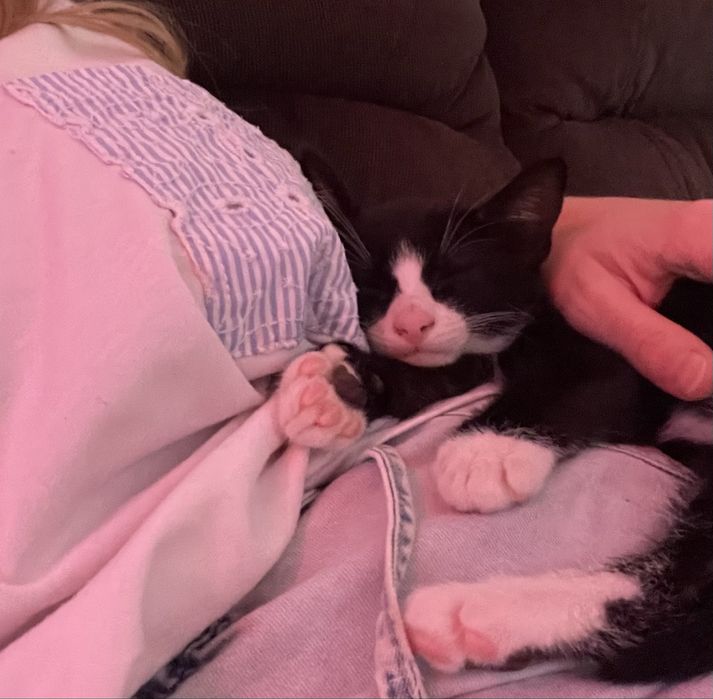 Spre adoptie motanel