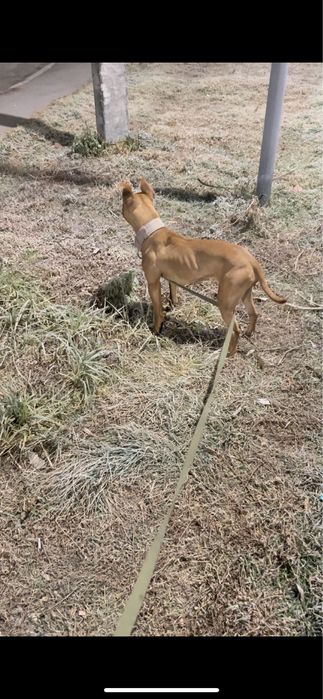 Питбультериер РР сука