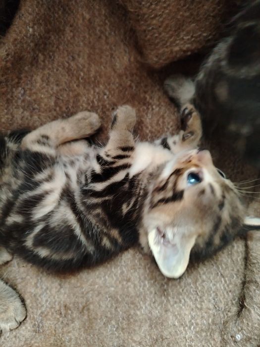 Сиамский котенок