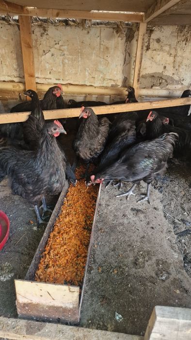 Хурозлар сотилади Кора Шахзода