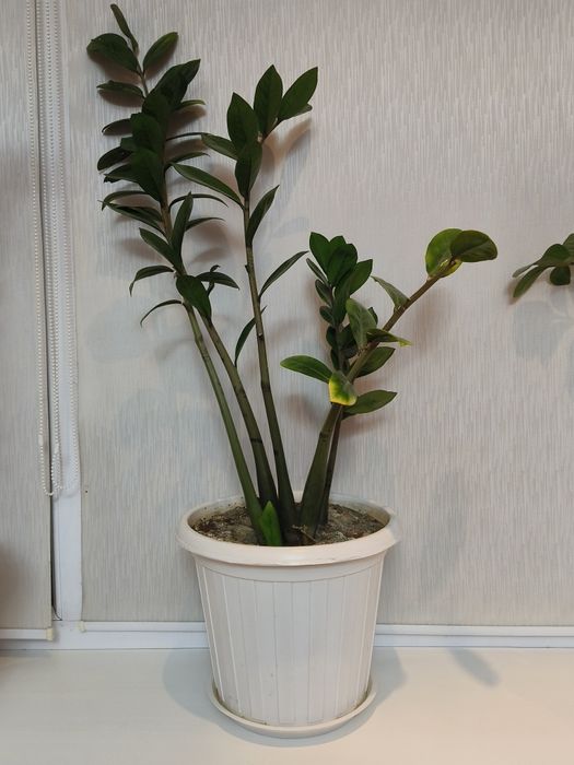 Продам цветы Замиокулькас