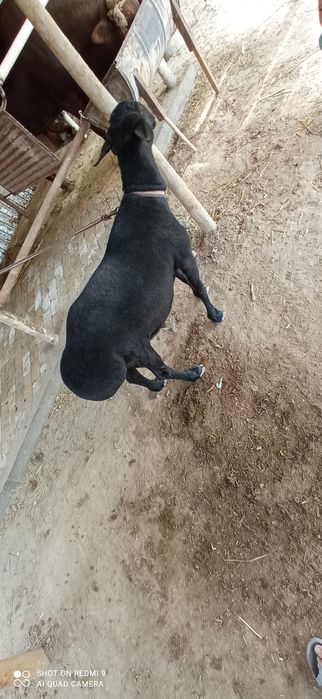 Кочкор зотдор сифатли