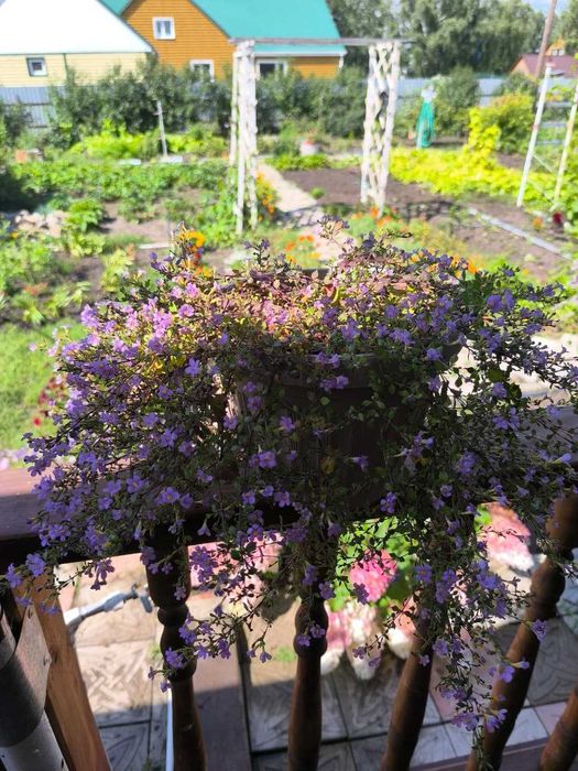 продам шикарный дом