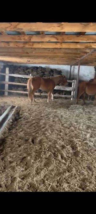 Сатылады маржанбулакта