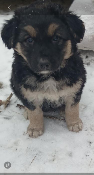 Щенкииии овчаркииии