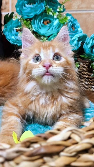 Мейн-кун- КРАСНЫЙ "ЛЕВ"- котята !