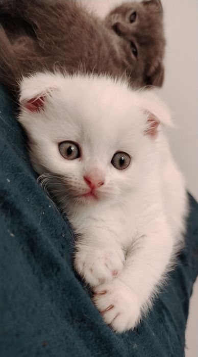 Белые шотландские вислоухие котята