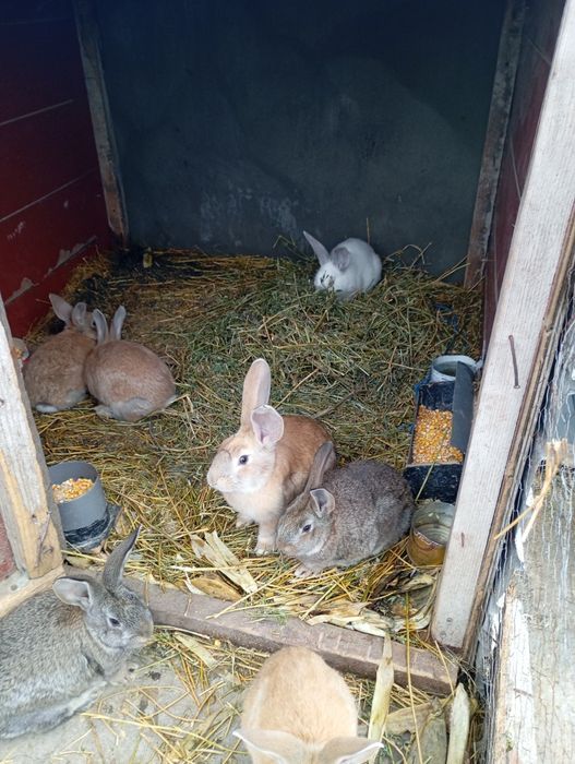 De vânzare iepuri de diferite vârste