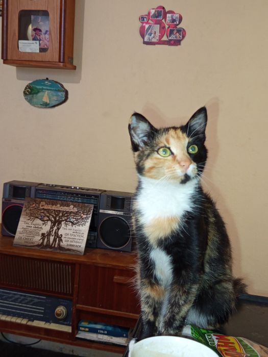 Подарявам котета с изградени хигиенни навици