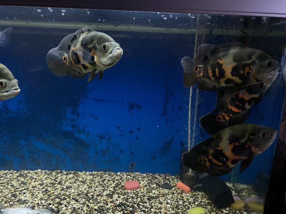 Придам Астронотусов