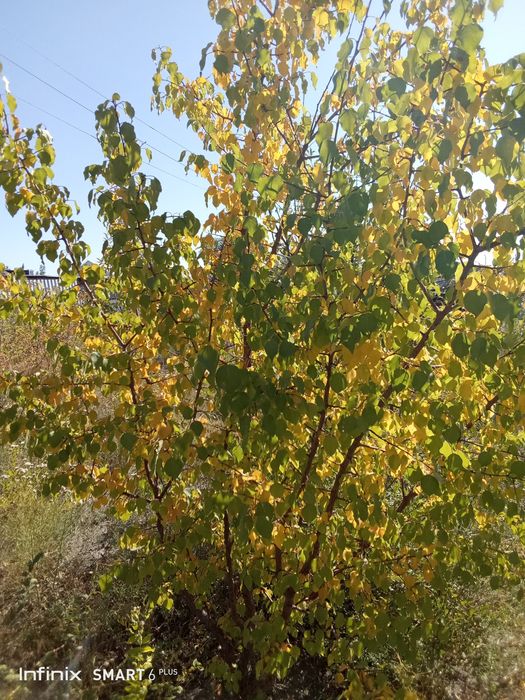 Дачный земельный участок городе