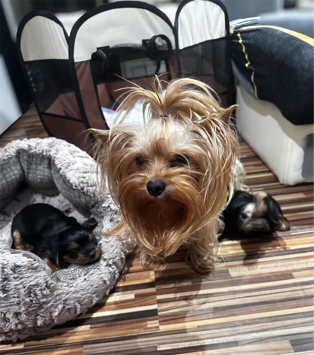 Мини Йоркширски териер