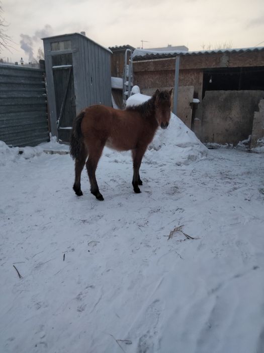 Продам кобылку 7 месяцев.