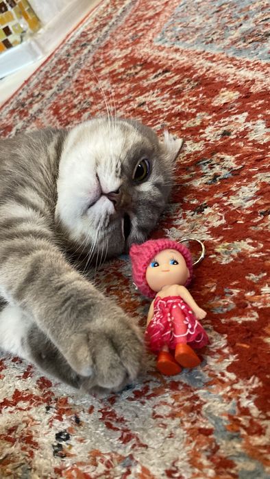 Шотландская вислоухая кошка