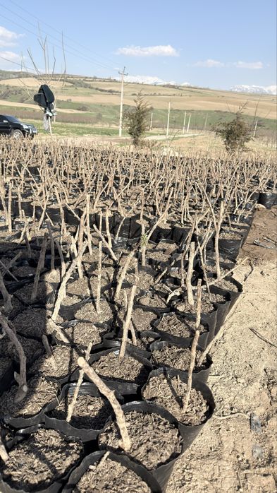 малина кучатлари бор ДЕЛНИВА НАВИ полшадан