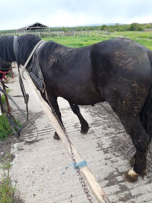 Cal semigreu românesc