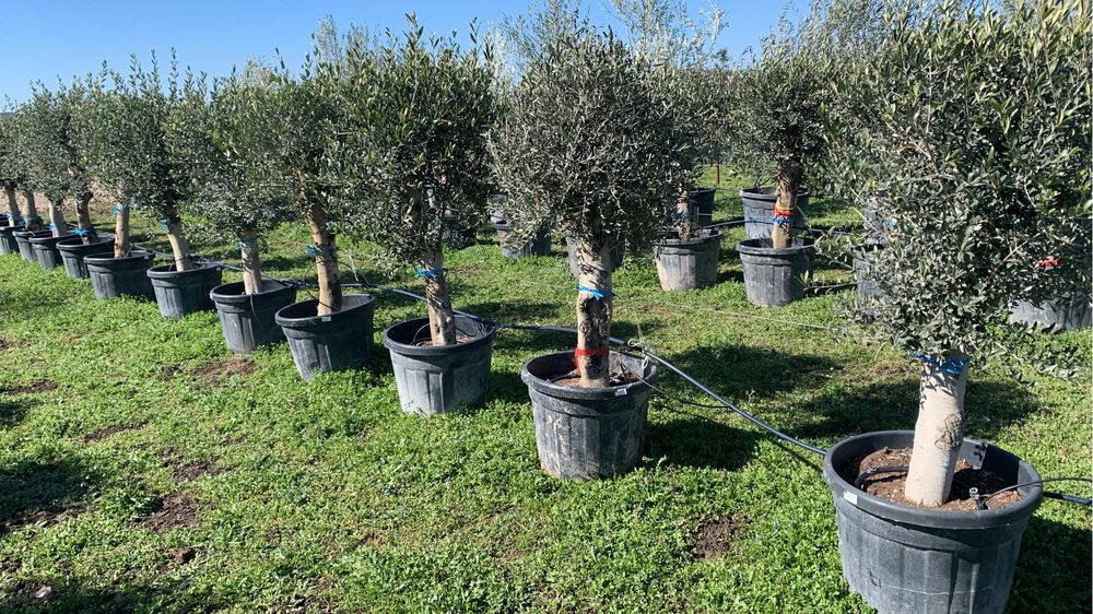 Maslini rezistenti -15 in ghiveci