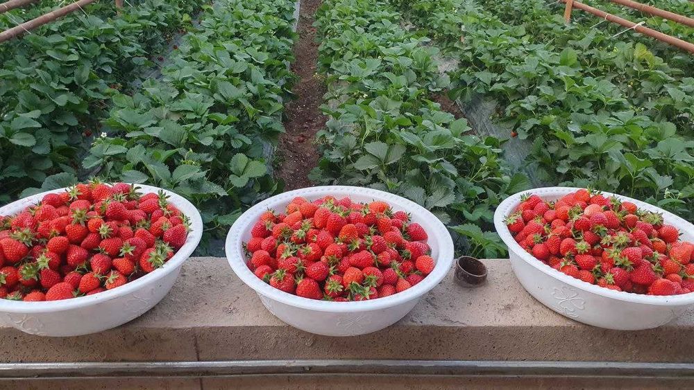 Участка сотилади + таёр тепитсаси бор