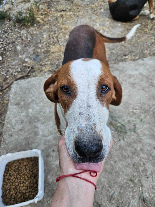 Подарявам кученце