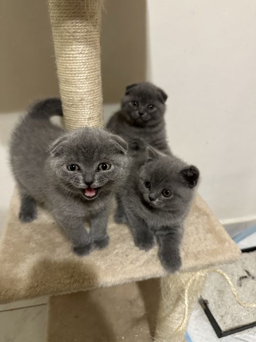 Британски късокосмести клепоухи