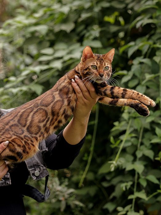 Бенгальские котята