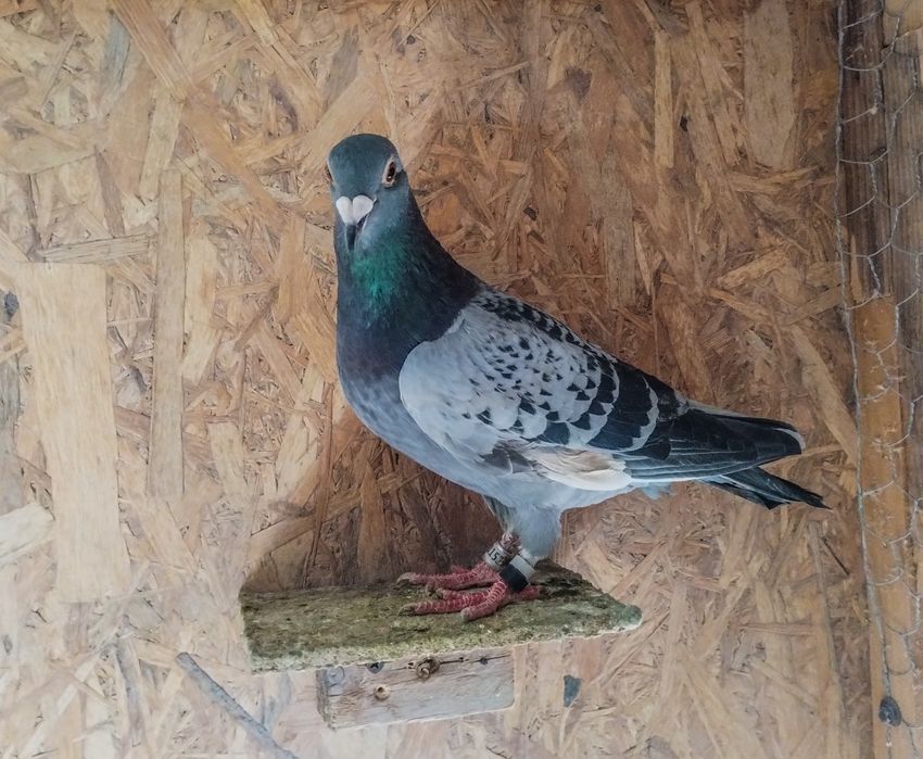 Vând porumbei voiajori