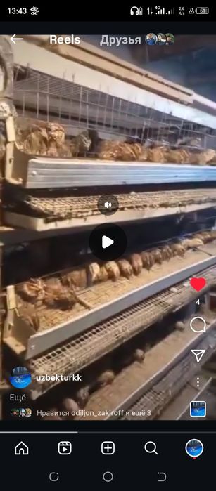 Bedana tayyor tuhum qoʻyib turibdi 15000 Dan donasi 600 tadan koproq