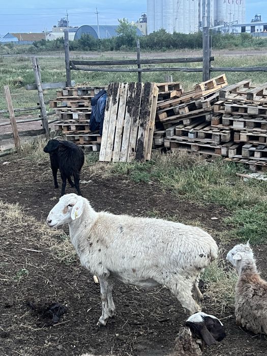 продам овцу хорошую