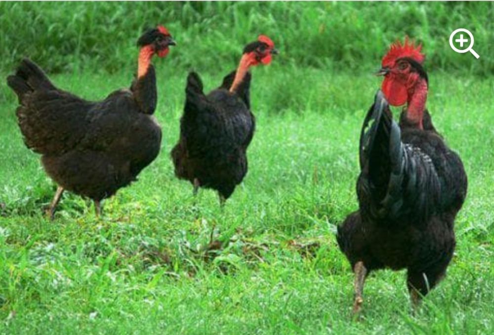 Продам кур домашних