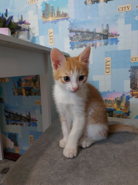 Отдам котят мальчики 2 мес