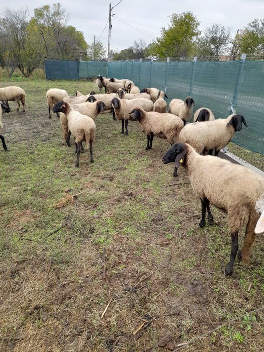 Oi carabase de vanzare