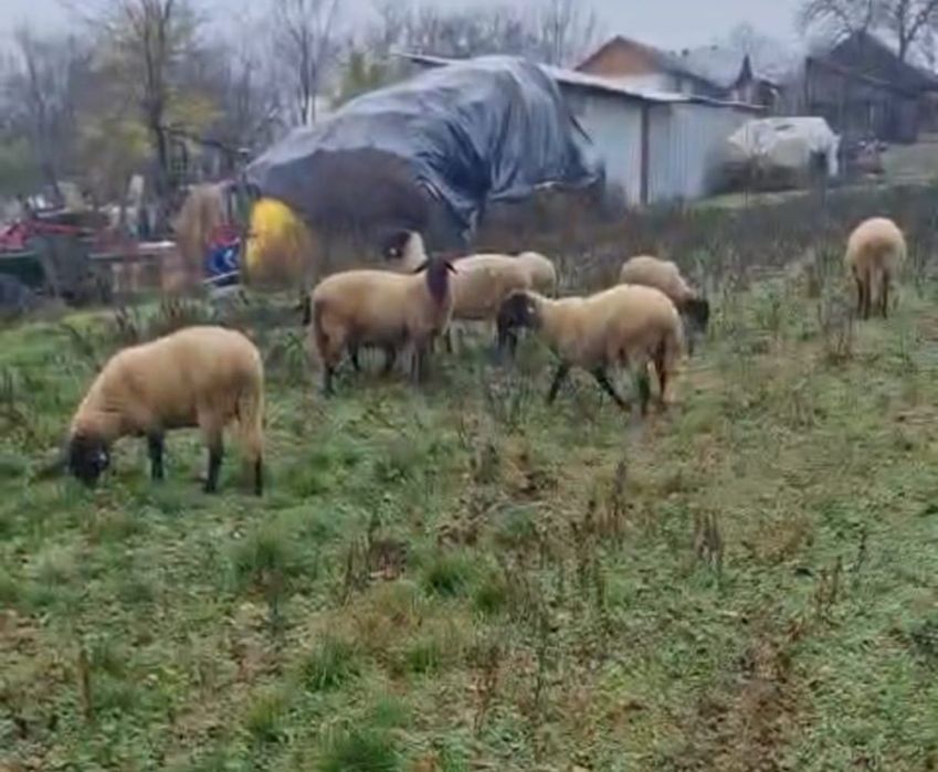 Se vând  oi carabase