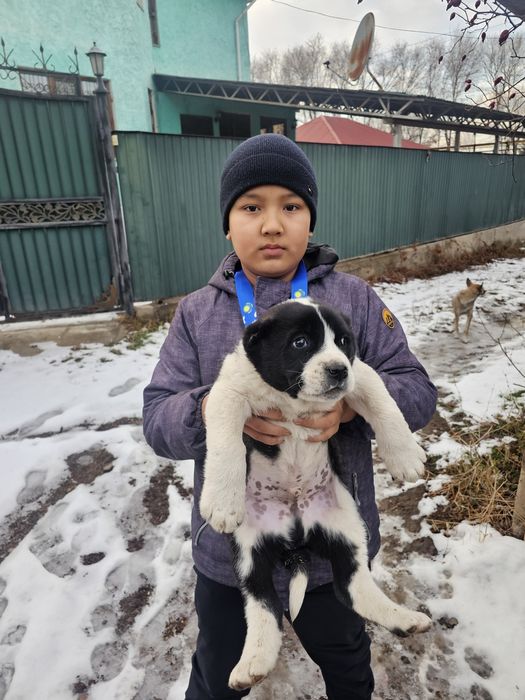 Продам супер алабайчика