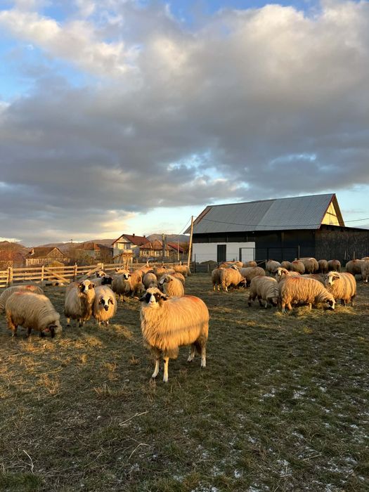 Vănd oi breze originale de tinut