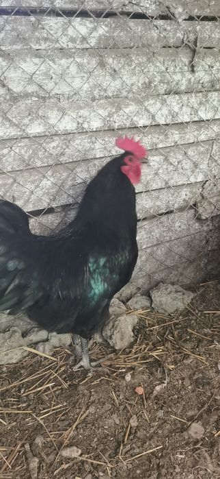 Cocoși buni de reproducere