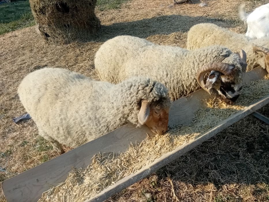 Vând  un  berbecuț  din primăvară