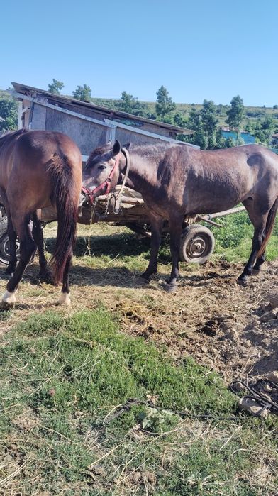 De vânzare Iapa de 5 ani Mânză de 1 an