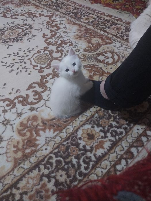 Котята белые мальчик и девочка
