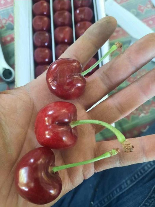 Svet aryana Samet Magigon Lapens jaentret eng yangi GILOS sortlari bor