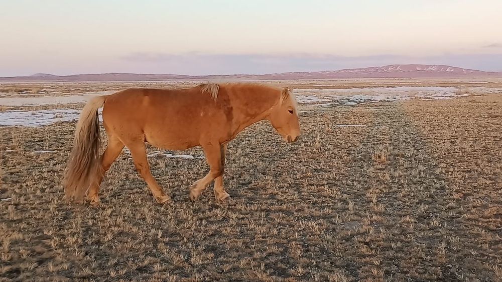 Айгыр 9 жасар