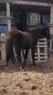 Құнан сатам немесе айырбастайм