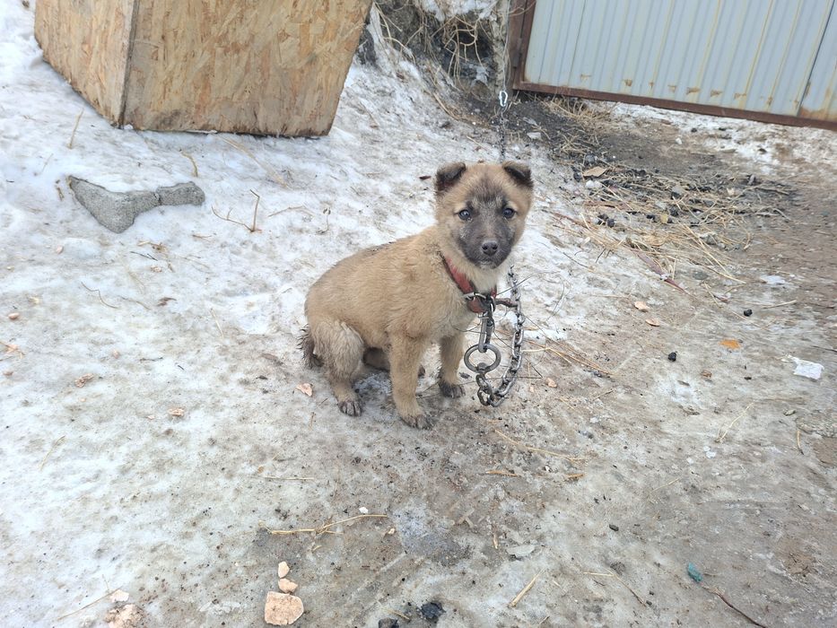 Малинуа Белгиская овчарка