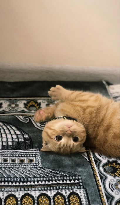 Zor mushu silaga yoqib qoladi skottish fold rassayam oynoqi og’il bola