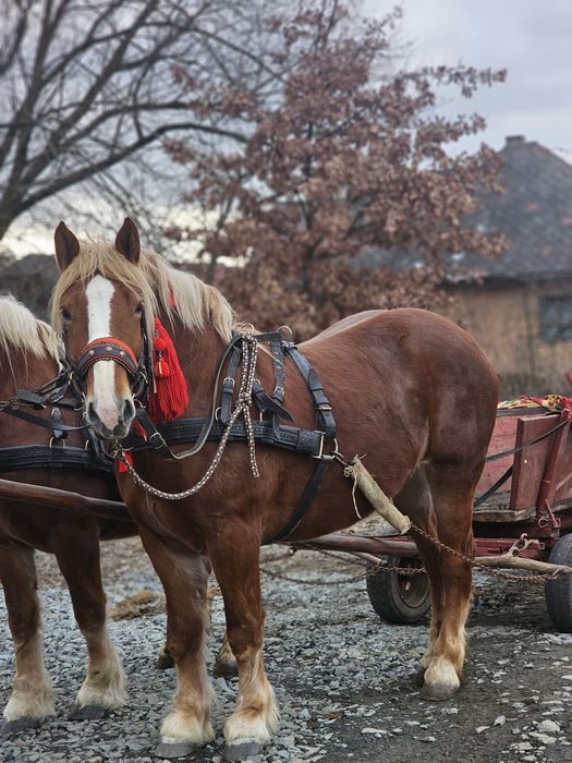 Vând o pereche de iepe!