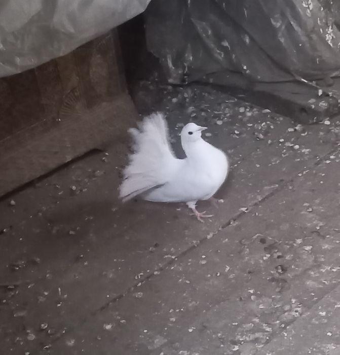 Голуби павлины молодые