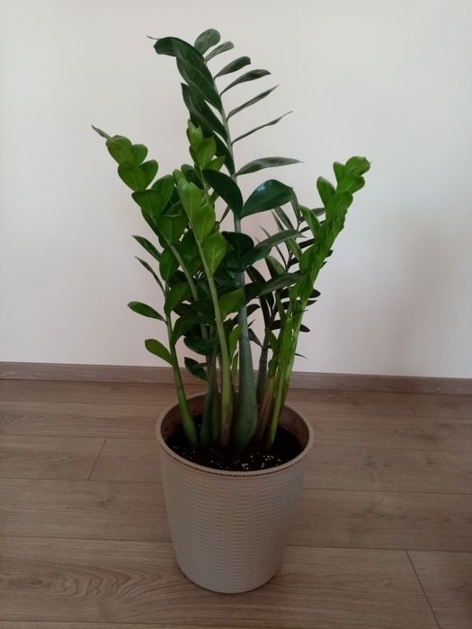 Vând flori superbe Zamioculcas