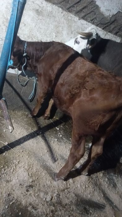 Vaca bălțată cu tot cu vițică de 4 luni