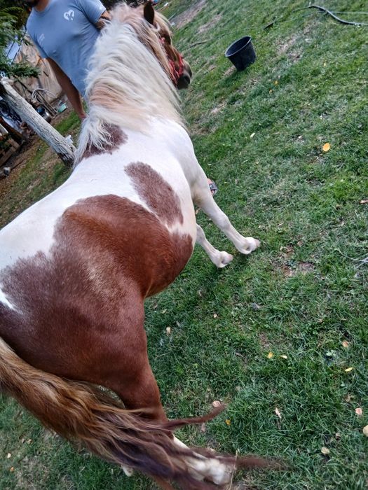 Vând poneiță 2 ani